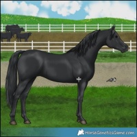 Horse Color:Black 