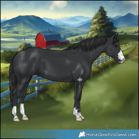 Horse Color:Black 