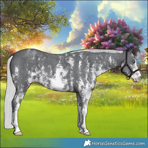 Horse Color:Silver Black Chinchilla Sabino 