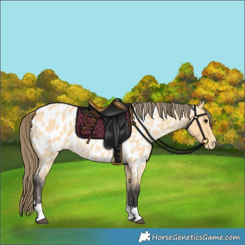Horse Color:Buckskin Roan Appaloosa 