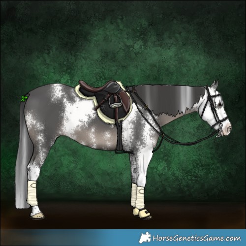Horse Color:Black Sabino