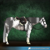 Horse Color:Black Sabino