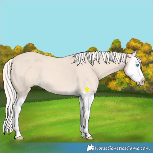 Horse Color:Cremello Splash