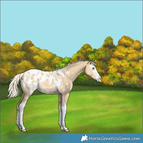 Horse Color:Silver Classic Cream Champagne Dun Sabino Splash Appaloosa 