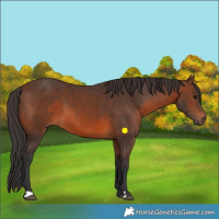 Horse Color:Brown 