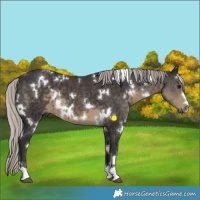 Horse Color:White Spotted Silver Smoky Black