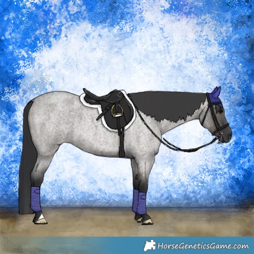 Horse Color:Grullo Roan 