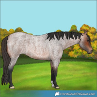 Horse Color:Bay Roan 
