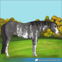 Horse Color:Smoky Black Sabino Rabicano 