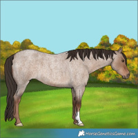 Horse Color:Liver Red Dun Roan