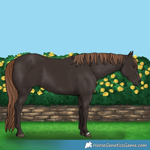 Horse Color:Liver Chestnut 