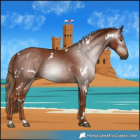 Horse Color:Gray White Spotted Chestnut 
