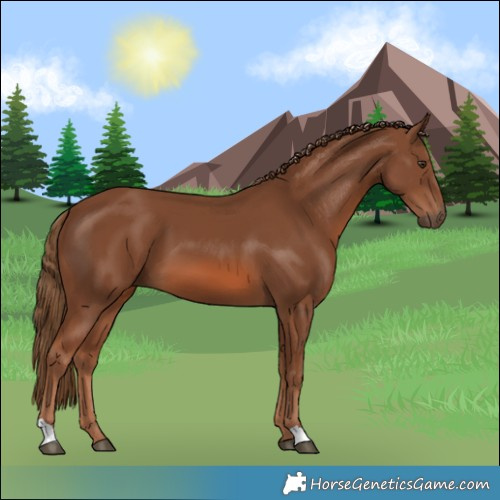 Horse Color:Chestnut 