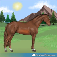 Horse Color:Chestnut 