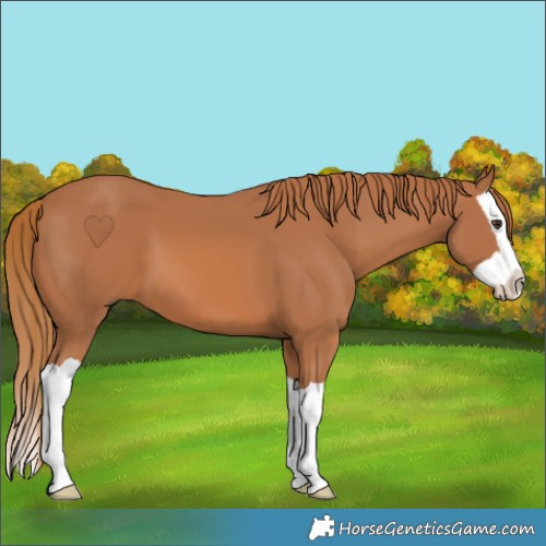 Horse Color:Chestnut Splash 
