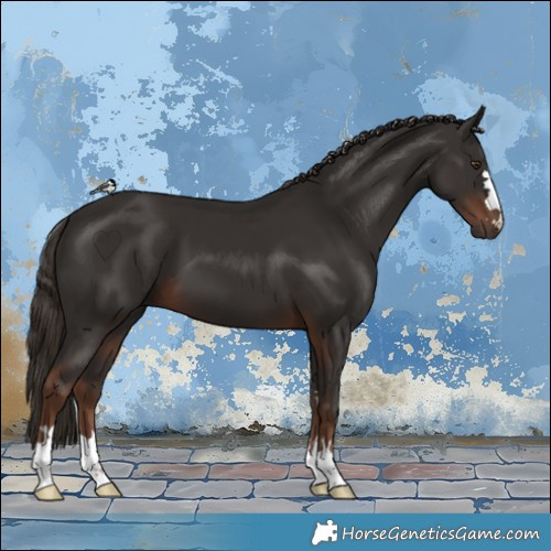 Horse Color:Liver Chestnut 