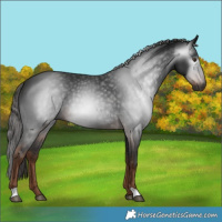 Horse Color:Gray Liver Chestnut