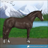 Horse Color:Liver Chestnut Rabicano 