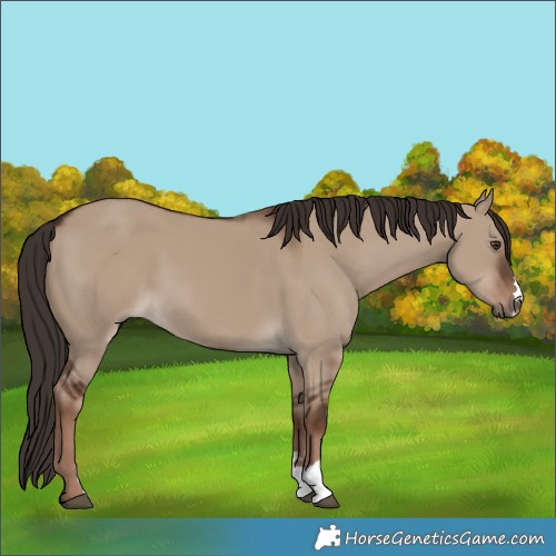 Horse Color:Liver Red Dun 