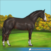 Horse Color:Liver Chestnut Rabicano 