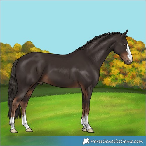 Horse Color:Liver Chestnut 