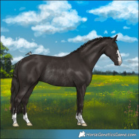 Horse Color:Liver Chestnut Rabicano