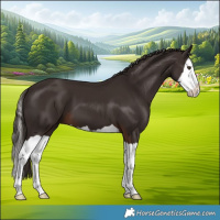 Horse Color:Liver Chestnut Splash 