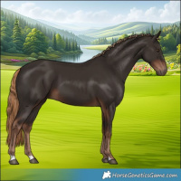 Horse Color:Liver Chestnut 