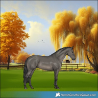 Horse Color:Grullo 