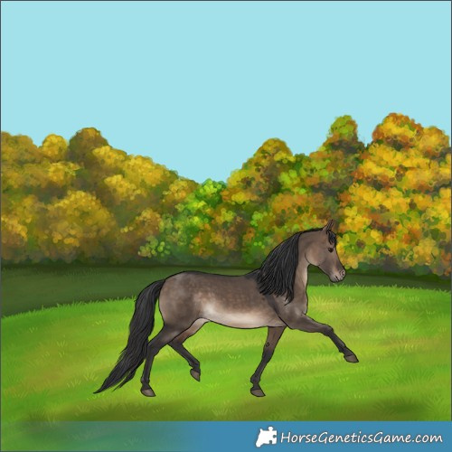 Horse Color:Brown Dun 