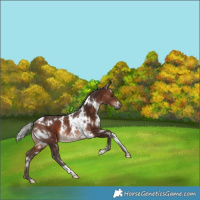 Horse Color:White Spotted Silver Brown Rabicano 