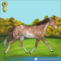 Horse Color:White Spotted Brown Pearl Tobiano Appaloosa Rabicano 