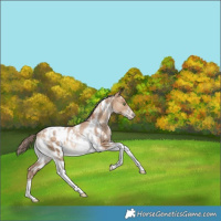 Horse Color:White Spotted Brown Pearl Dun Tobiano Blanket Rabicano 