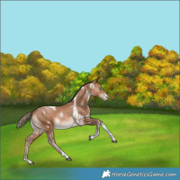 Horse Color:White Spotted Brown Pearl Tobiano Rabicano 