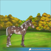 Horse Color:White Spotted Silver Black Appaloosa 