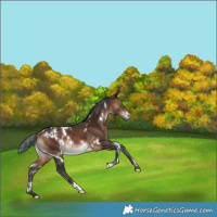 Horse Color:White Spotted Brown Appaloosa Rabicano