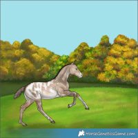 Horse Color:Brown Pearl Dun Tobiano Appaloosa Rabicano 