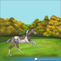 Horse Color:Silver Grullo Tobiano Snowcap Rabicano 