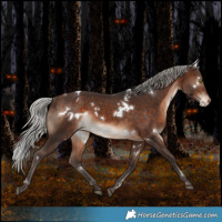 Horse Color:White Spotted Silver Brown Blanket