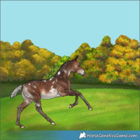 Horse Color:White Spotted Silver Brown Rabicano 