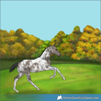 Horse Color:White Spotted Grullo Tobiano 