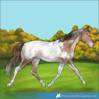 Horse Color:White Spotted Brown Pearl Tobiano Near Fewspot Rabicano 