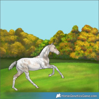 Horse Color:White Spotted Silver Brown Pearl Dun Tobiano Blanket Rabicano 
