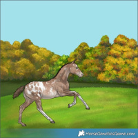Horse Color:White Spotted Black Pearl Tobiano Appaloosa Rabicano