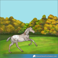 Horse Color:White Spotted Silver Grullo Pearl Appaloosa Rabicano 