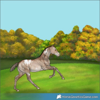 Horse Color:White Spotted Brown Pearl Dun Appaloosa Rabicano 