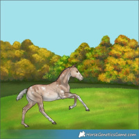 Horse Color:White Spotted Silver Grullo Pearl Tobiano Rabicano