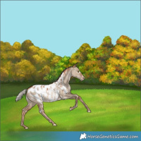 Horse Color:White Spotted Silver Grullo Pearl Blanket Rabicano 