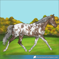 Horse Color:White Spotted Silver Brown Dun Tobiano Near Leopard Rabicano 