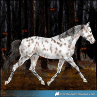 Horse Color:White Spotted Brown Dun Leopard 